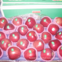 2016 New Crop Fresh Red Apple